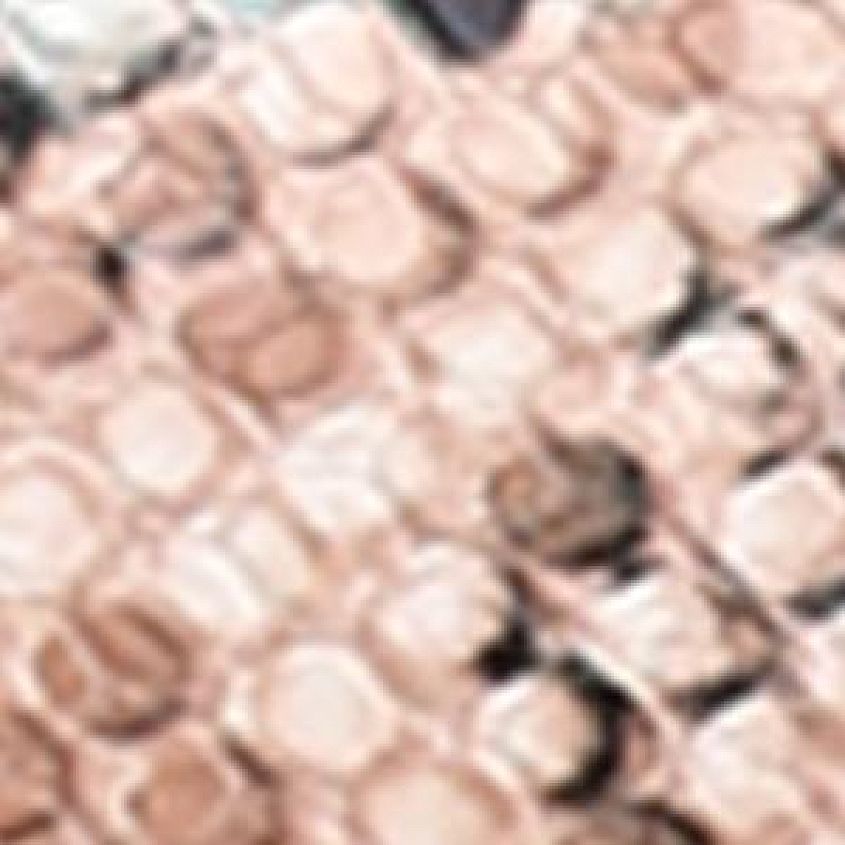 Snake Multi