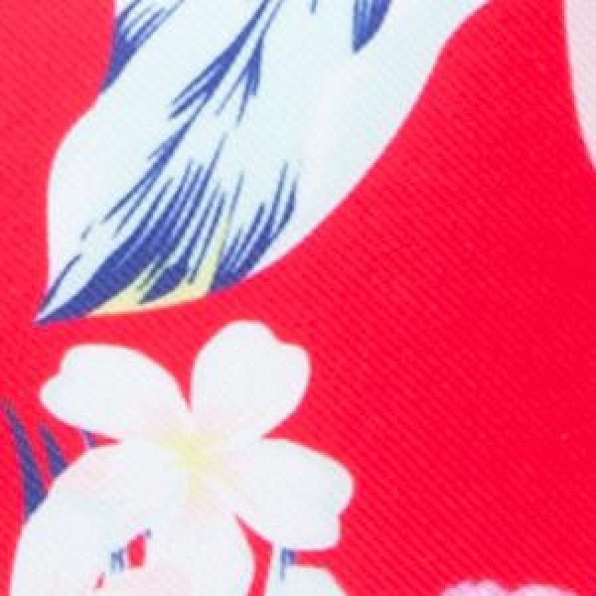 Hibiscus