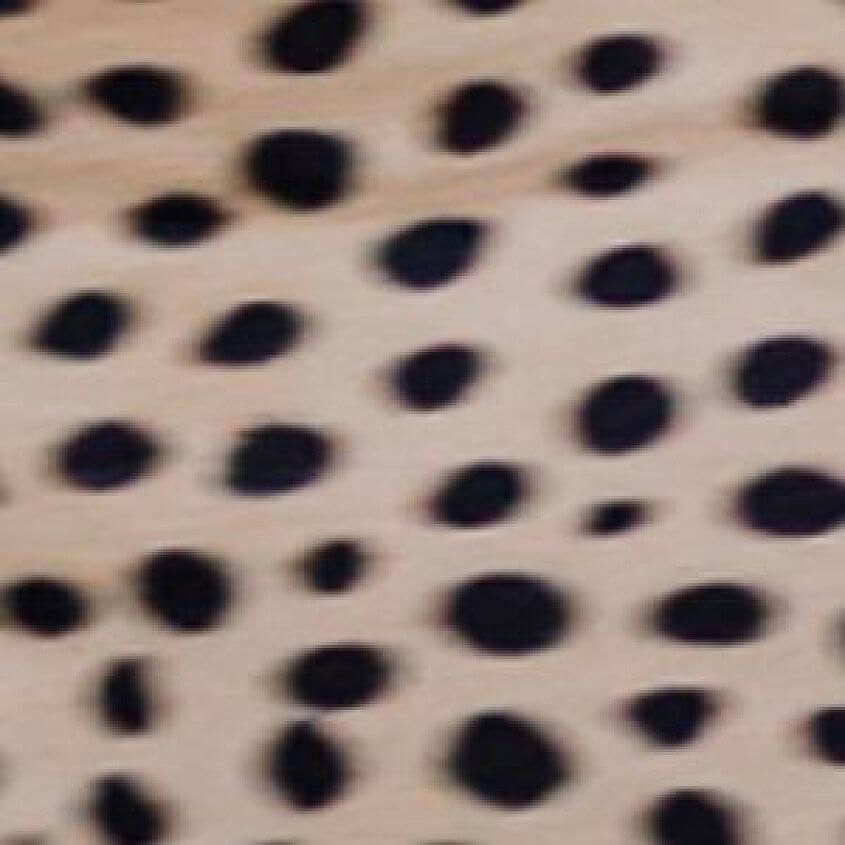 Cheetah