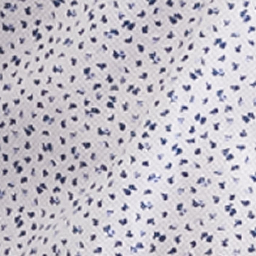 White Blue