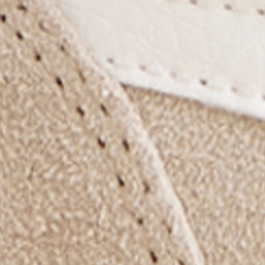 Bone Off White Gum