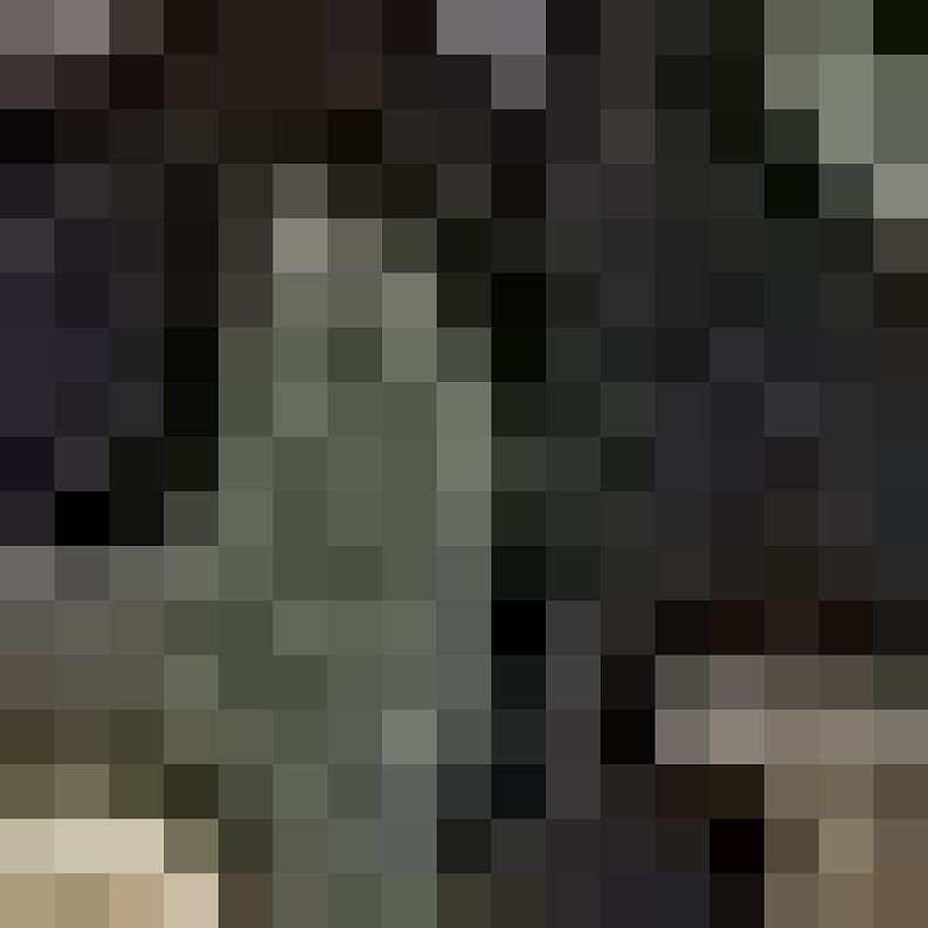 Camo