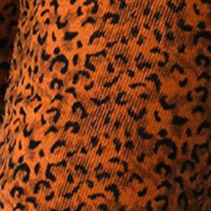 Scratchy Leopard Ginger