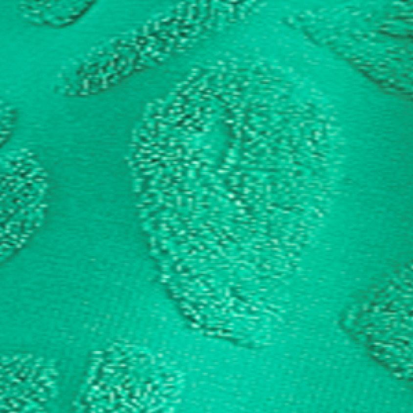 Tropical Green
