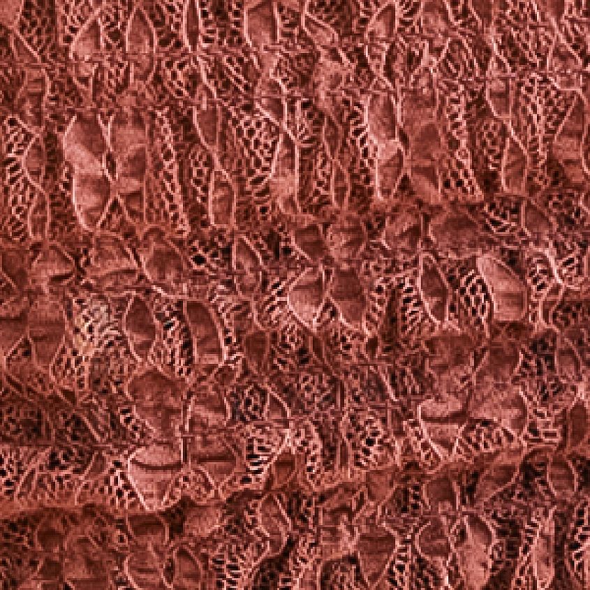 Rose Brown