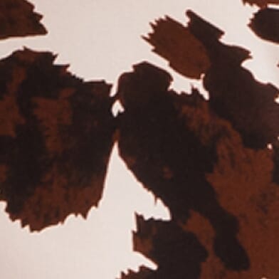 Brown Ivory