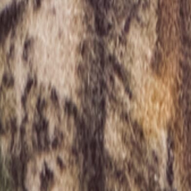Camo