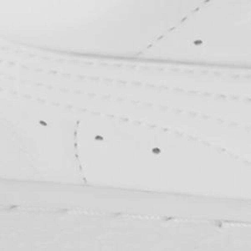 White White