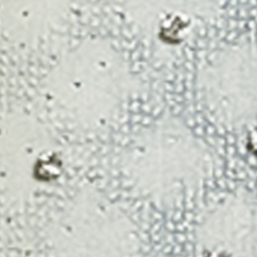 MD Indigo