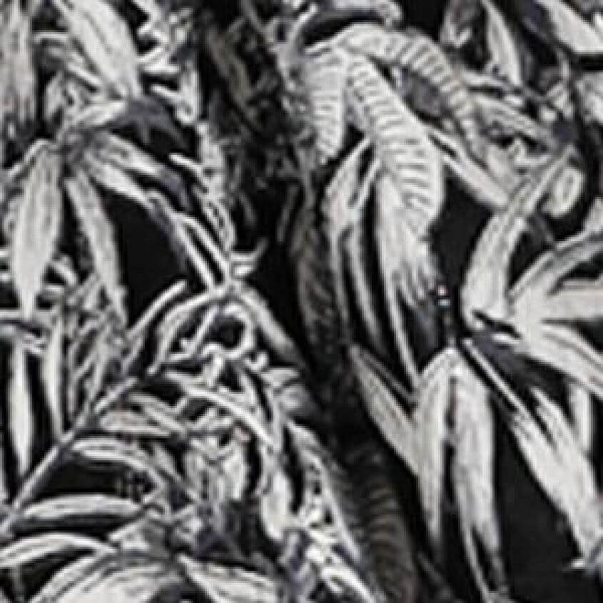 Black White