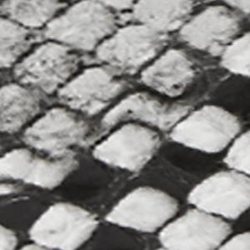 Grey Snake