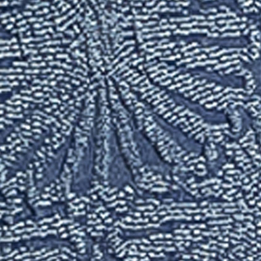 Bl Motif